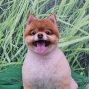 무아몽 해운대 강아지 애견미용 이미지