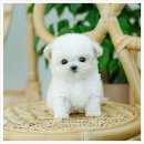 올바른펫 | 양산강아지분양 믿을 수 있는 유앤미펫, 직접 경험 후기