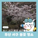 [2026 서구 SNS 서포터즈] 부산 서구 벚꽃 숨은 명소 / 수산가공선진화단지 앞 산책길