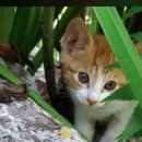 써니애견 미용실 이미지