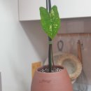 인어크라운