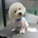 개미용중 이미지