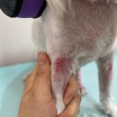 수멍발소 이미지