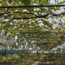 대원관광농원 이미지