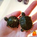 규리 농장 이미지