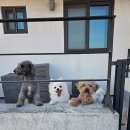 메이저 애견훈련학교 | 인천 애견훈련소 강아지 호텔링 전문 훈련 지도 가능한 메이저애견훈련학교