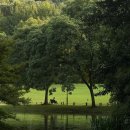 노르웨이의 숲 이미지