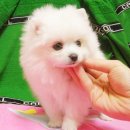 멍뭉이 Daum카페