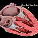 S동물병원 이미지