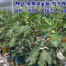 달콤한무화과나라