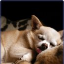 해온동물의료센터 이미지