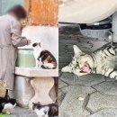 대디동물병원 이미지