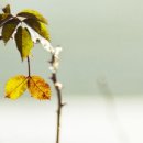 행복이 피어나는 카페 이미지