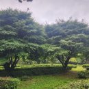 우중산책 녹차밭 설아다원 땅끝해남 한옥카페 한옥민박 이미지