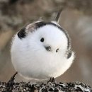 천이오겹살합정
