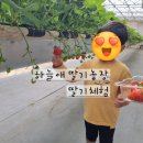 하늘애딸기농장