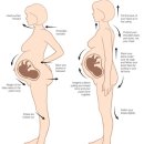 임산부 필라테스 운동효과/[시지 임산부필라테스][알파시티 임산부필라테스] 임산부 운동시기
