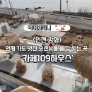 109 | 강화 오션뷰 카페 추천, 애견동반 가능한 '카페109하우스' 솔직 후기 (+주차장)