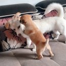더비전 Daum카페