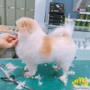 베스트강북애견미용학원 이미지