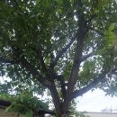 주택 담장 앞 이미지