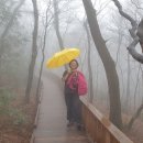 혼디오몽