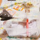 오석헌동물병원 이미지