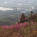 진달래화원 이미지