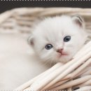 내곁에동물병원 이미지