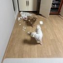 망고Ⅱ PC방 | 💮 최고로 행복했던 시간들 ! 💮