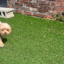 위드퍼피 애견미용실 이미지