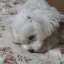 고양이세수 이미지