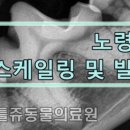 스테이 동물병원 이미지