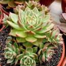 라온하제 이미지