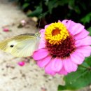 벌과나비 이미지