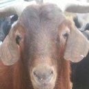 고성염소농장 이미지