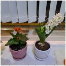 수원천로 407번길 | 수원순환관리 수원에서 만난 진정한 힐링, 약손강선생 후기