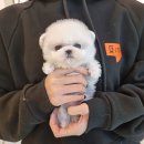 펫블리 이미지