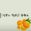 오렌지 이미지
