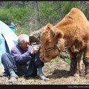 워낭소리 이미지