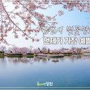 [당진 벚꽃] 아름다운 당진 &#34;순성 벚꽃&#34;을 만나 보세요 이미지