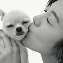 b.b.pet 이미지