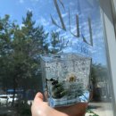 트라몬토 이미지