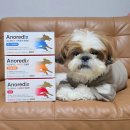 포일동물병원 | 강아지 밥 안먹을때 동물병원 습식캔 간식 아노레딕스