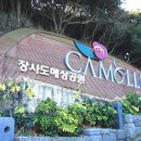 까멜리아 동백