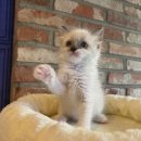 도그마루 강아지 고양이 부산점 이미지