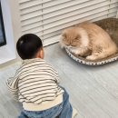 캣플헤븐 AK플라자금정점 이미지