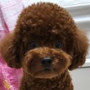 꼬맹이네 멍발소 이미지