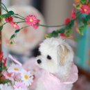 제인펫 | 펫더제인 스튜디오 가을컨셉 강아지 스냅 촬영후기 🌸💗 | 반려동물 스튜디오 | 강아지스냅 | 강아지촬영 📸