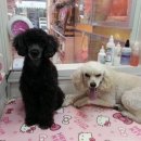 늘안아줄개 이미지